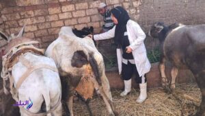 الغربية تحصن 207 آلاف رأس ماشية ضد الحمى القلاعية والوادي المتصدع