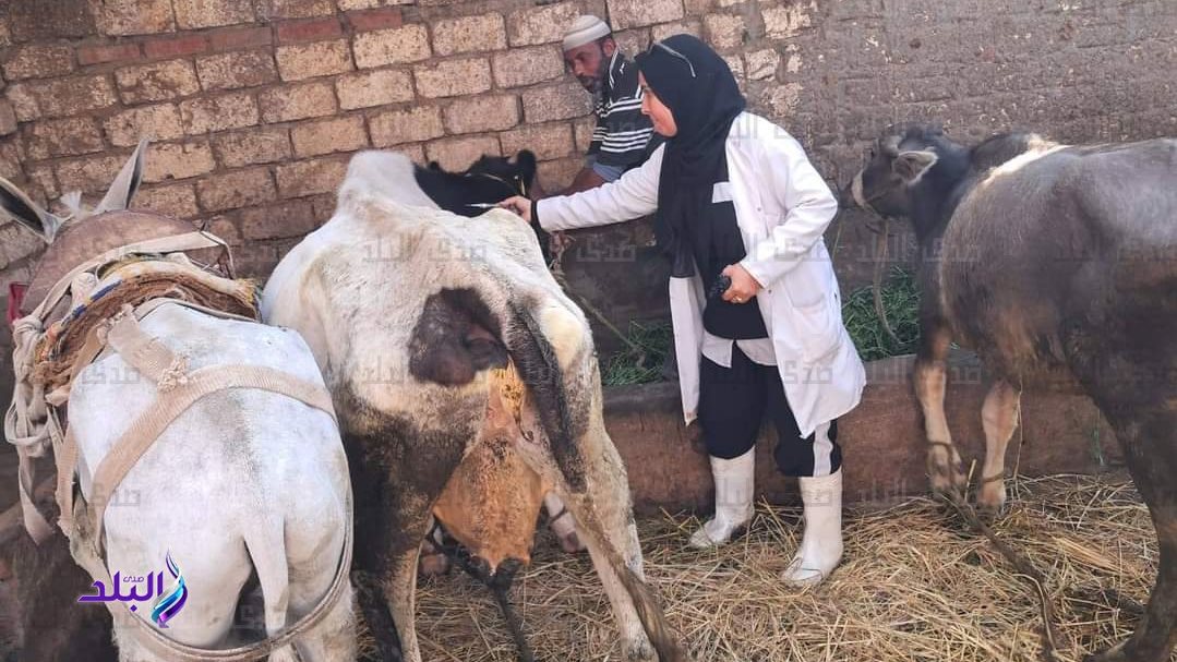 الغربية تحصن 207 آلاف رأس ماشية ضد الحمى القلاعية والوادي المتصدع