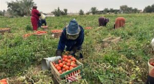 الشرقيه ــ موسم حصاد الطماطم ينعش العمل في المزارع