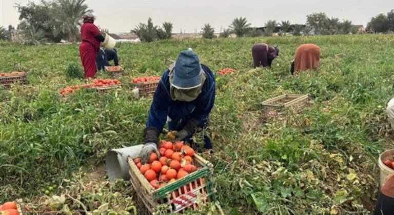 الشرقيه ــ موسم حصاد الطماطم ينعش العمل في المزارع